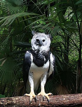 Harpy Eagle Belize birdwatching – Best Places In The World To Retire – International Living